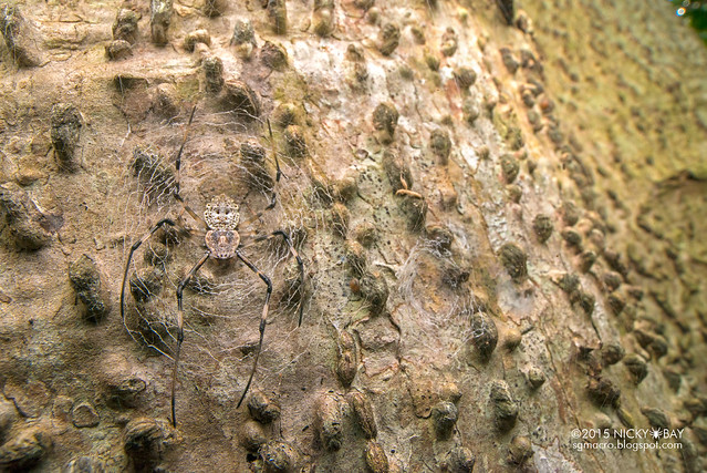 Ornamental tree trunk spider (Herennia sp.) - DSC_3618