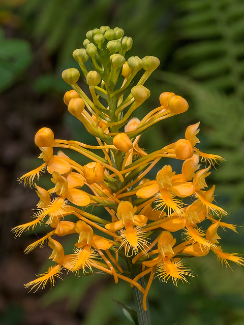 Yellow Fringed orchid