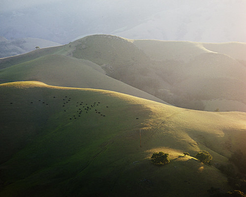 california light mountains color green film sunrise mediumformat landscape fuji cows curves slide hills velvia coastal sanluisobispo