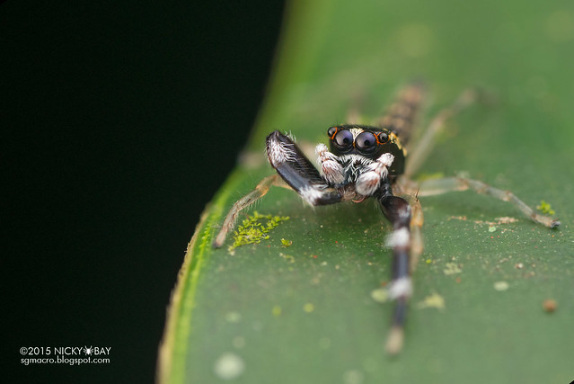 Jumping spider (Salticidae) - DSC_4206