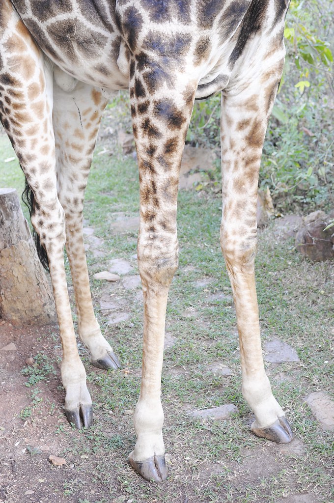giraffe legs