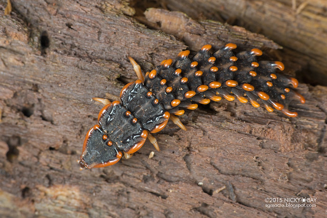 Trilobite beetle larva (Platerodrilus sp.) - DSC_6050