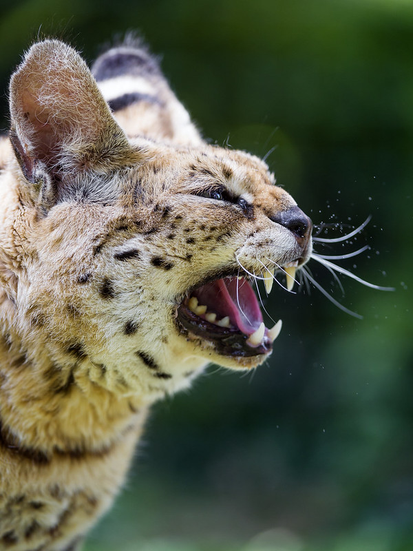 Profile of the angry serval