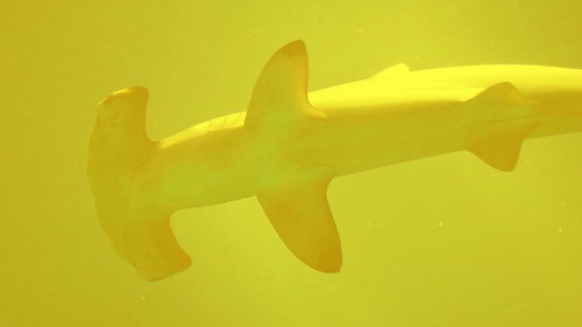 tiburones-750x422