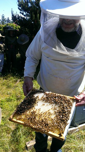 Besøg af biavler Henrik Eriksen