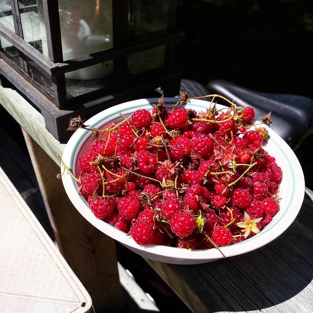 Hand picked #wild #raspberries from Prince Edward County. .. NEVER complain about the price of wild berries! #eatlocal #foragedfood #foodie #healthyfood