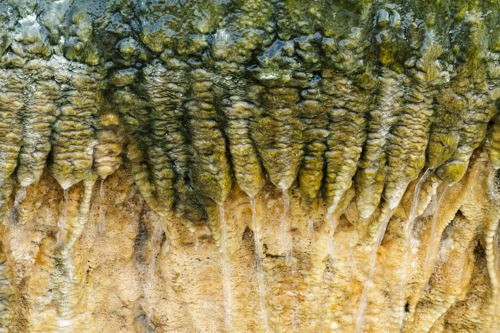 Water drips from mineral deposits in Mammoth Hot Springs in Yellowstone National Park