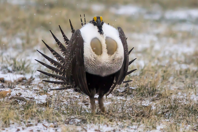 photo of a Sage Grouse (Centrocercus urophasianus)