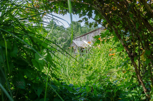 plants usa green me grass barn landscape view outdoor pov hiking farm maine backwoods limington trailblazing