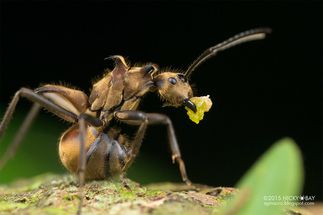 Fish hook ant (Polyrhachis ypsilon) - DSC_5354