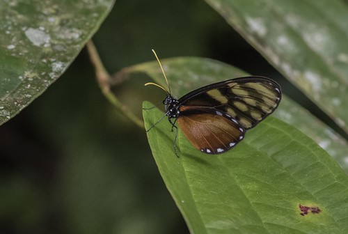 antonvalley coclã©province panama cocléprovince klugsclearwing dircennaklugii butterfly