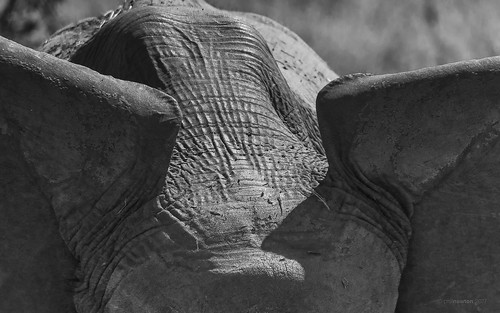 africanelephant elephant loxodontaafricana mammal animal animalplanet wild wildlife nature natural mopani kruger krugernationalpark africa southafrica outdoor outdoors safari nikon nikond7200 d7200 monochrome blackandwhite blackwhite bw