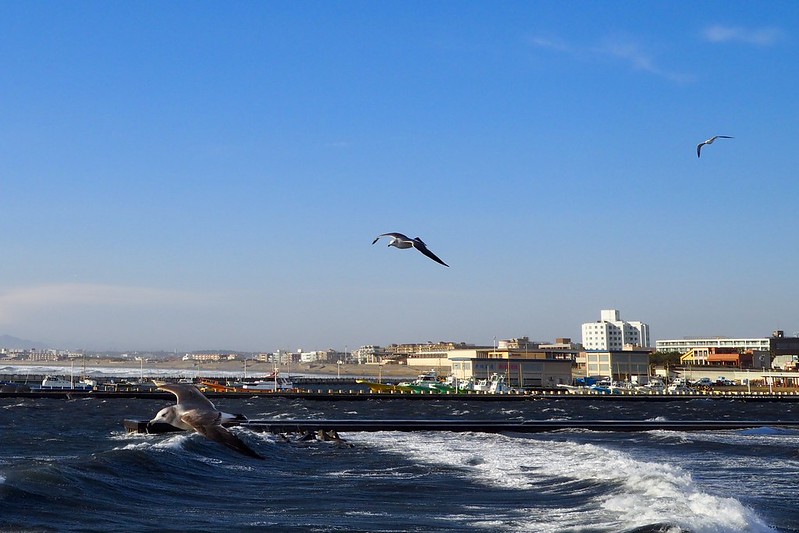 鎌倉江ノ島江の島大橋から片瀬西浜を飛ぶカモメ