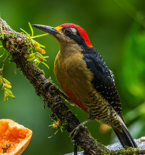 blackcheekedwoodpecker woodpecker melanerpespucherani melanerpes picidae nigelje arenaloasislodge lafortuna costarica