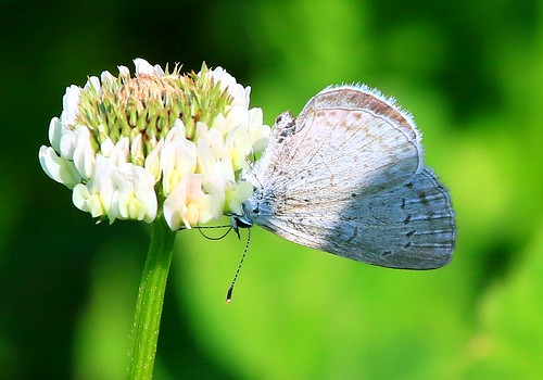 county summer creek butterfly azure reis iowa clear larry fen allamakee