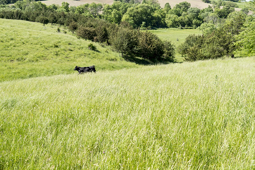 leica green rural cow cattle farm iowa baldwin jacksoncounty leicax2