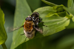 - bees, wasps, ants