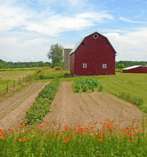 flowers barn rural michigan farm country ag silos wildflowers agriculture daylilies brucetownship daylillies summerlily