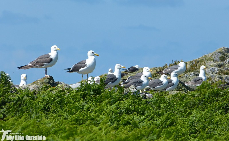 P1140932 - Lesser Black-backed Gulls, Skomer Island