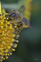 Apidae >> Megachilinae
