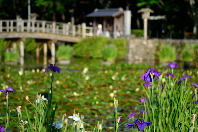 ハナショウブ　Japanese iris