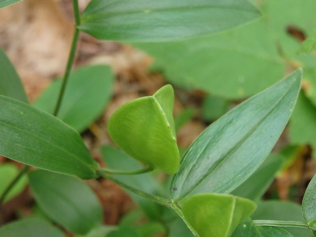 mountain bellwort (Uvularia puberula) linville gorge