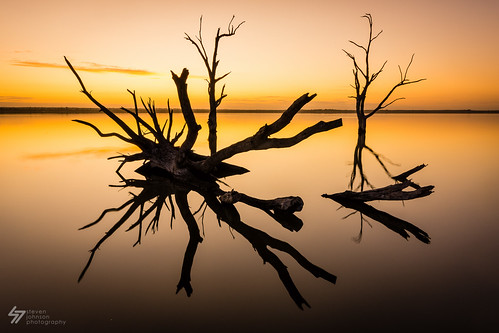 trees lake reflection tree silhouette sunrise dawn southaustralia riverland lakebonney