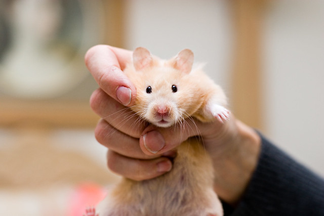 Hamster In French Translation Google Translate