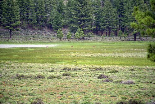 animal geotagged tahoe deer geo:country=unitedstatesofamerica image:Shot=13 camera:make=canon geo:state=ca camera:model=eoselan image:rating=2 event:Type=travel event:Group=joes image:CDID=811731813390 cd:id=811731813390 cd:num=58 roll:type=gold2006 event:Code=199805t image:NegPage=0248 image:Roll=927 roll:num=927 roll:envelope=67118 neg:page=0248 address:Tag=laketahoe geo:city=laketahoe image:CD=58062 image:CD=5862