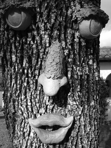 trees blackandwhite bw tree face faces norcal redbluff