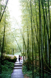 A walk through Hsitou Forest