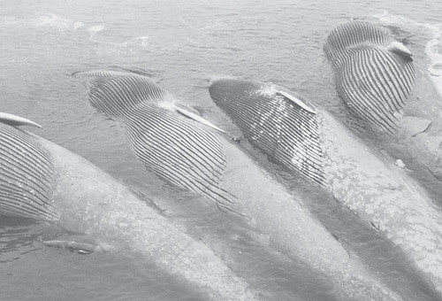 在捕鯨活動中剛被獵殺的藍鯨（Balaenoptera musculus）。圖片取自：P.J. Clapham et al, 2009研究文章。