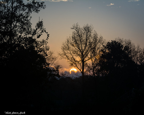 sunrise nature trees dawn
