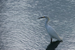 Snowy Egret at the Lake