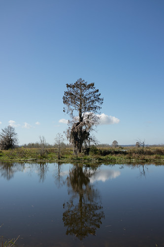 crosscreek florida tree spanishmoss reflection clouds water marjoriekinnanrawlingsstatepark 2016 landscape