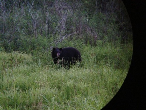 A wildlife camera capturing an adult Louisiana black bear foraging in an opening in the forest