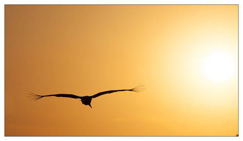 sunset france bird wildlife 169 lorraine moselle whitestork 2015 ciconiaciconia erinys etangdelindre