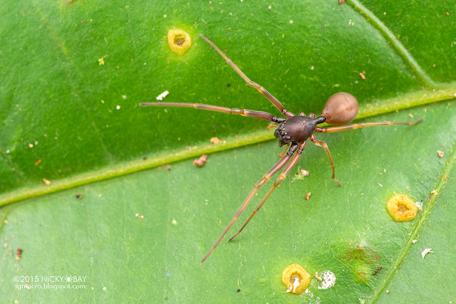 Ant-like sac spider (Utivarachna sp.) - DSC_4920