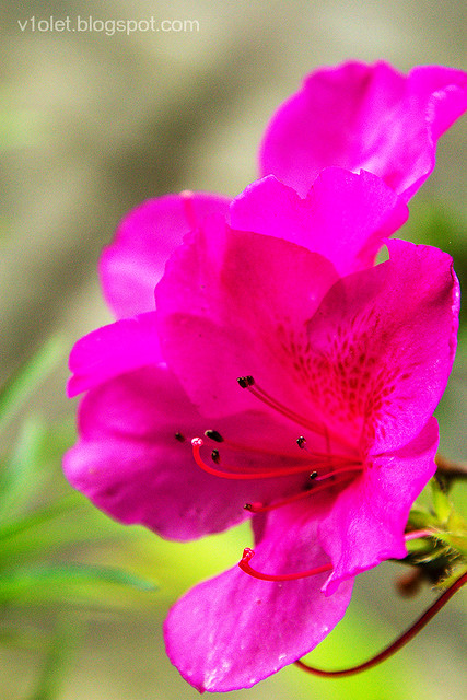 Rhododendron2-0096rw