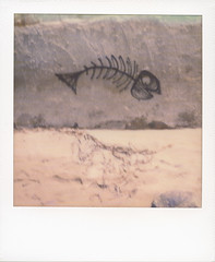 Dead fish - Photo of Coggia
