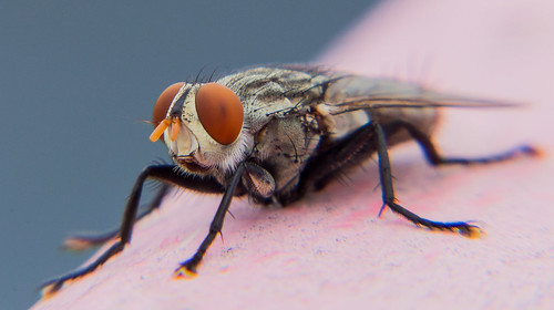 india macro insect fly wildlife housefly wildlifephotography