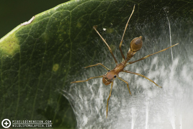 Ant-mimicking Spider (Myrmarachne ♀)