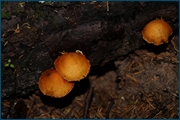 18940990053_eaab50e727_o.jpg