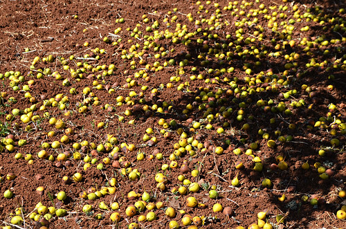 Discarded fruit, north, Tenerife