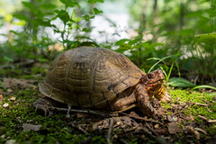 turtlette (peggy)