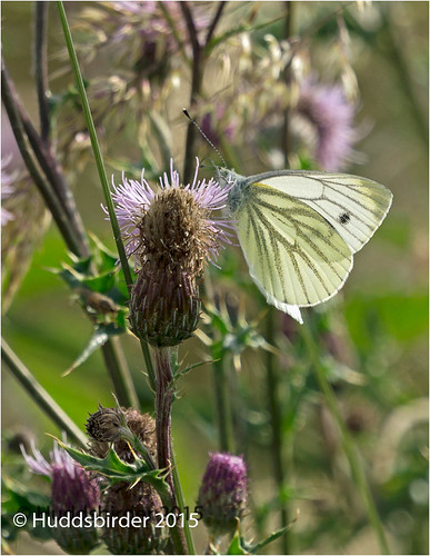 Green veined White Butterfly