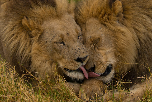 Grooming lions