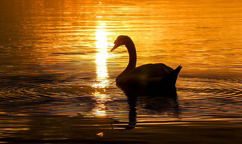 anawesomeshot andygocher canon100d sigma18250 europe france marseille marignane provence sunset sun swan bird reflection silhouette ngc