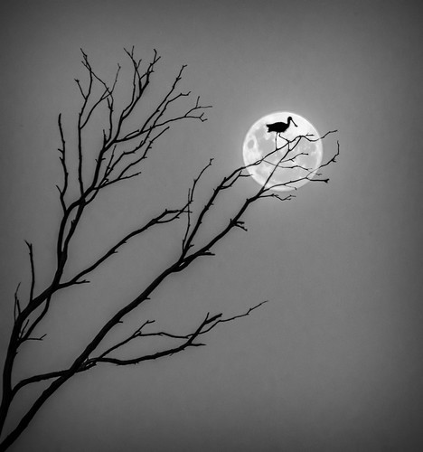 light sunset newzealand sky moon tree bird silhouette clouds napier hawkesbay spoonbill