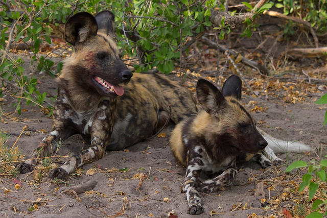 A pair of wild dogs